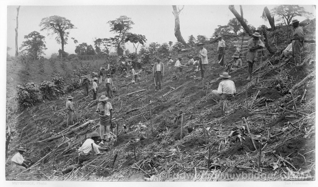 Muybridge Album_Central America and Mexico_p059_Setting out a coffee plantation-Antigua de Guatemala